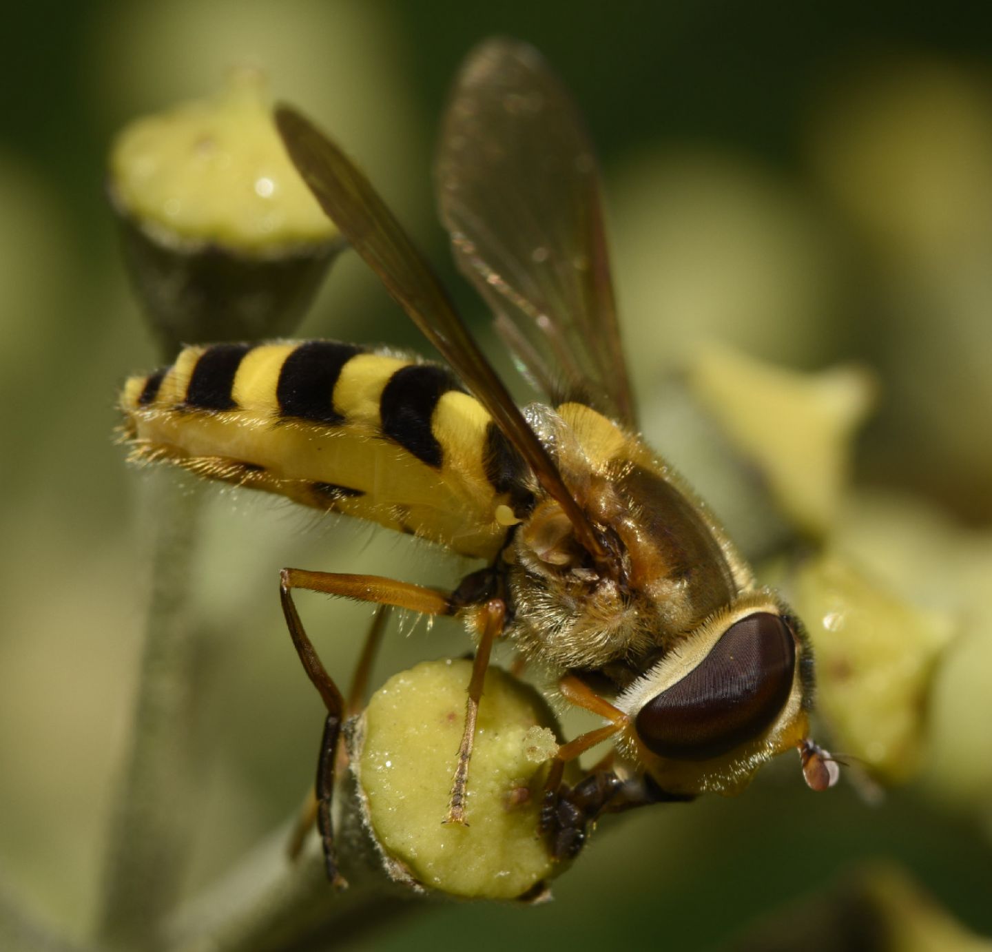 Syrphus cfr. ribesii (Syrphidae)